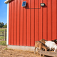 Unlit solar floodlight and separate solar panel high on a red Kentucky barn wall, connected by a longer secured cable above a feeding area without people.