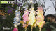 Solar delphinium flower light video showing illuminated flowers, solar charging, setup steps and a garden display
