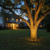 Solar spotlight illuminating oak tree in American suburban front yard at dusk